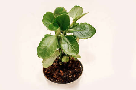 Green potted kalanchoe in a pot home gardening.の写真素材