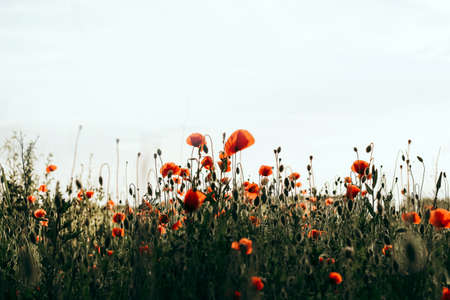 Red poppies in a green field. Beautiful flower picture for content.の写真素材