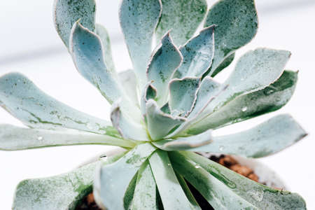Green beautiful succulent echeveria on a light background.の写真素材
