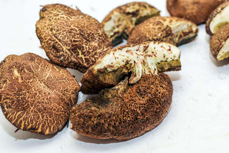 Fractured flywheel Xerocomus mushrooms with worms inside.の写真素材