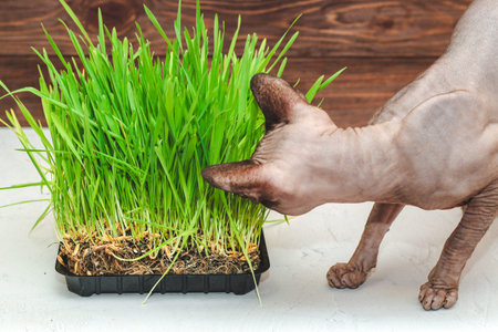 Bald cat of the Canadian Sphynx breed with green vitamin grass for cats.