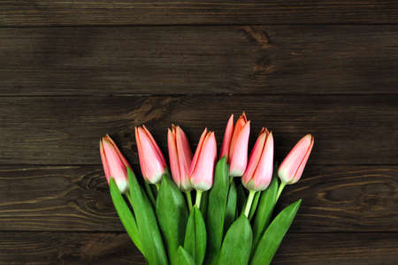 Pink spring tulips on a background of brown boards. Place for text.の写真素材