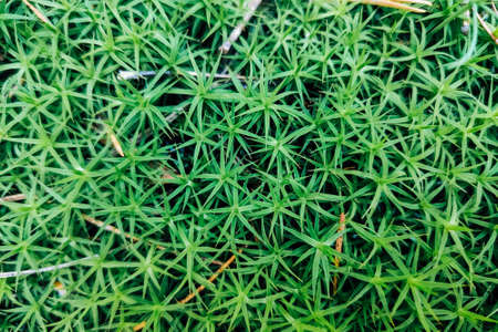 delicate texture of grass plants on a flower green.の写真素材