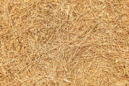 The texture of the mown young dry grass.の写真素材