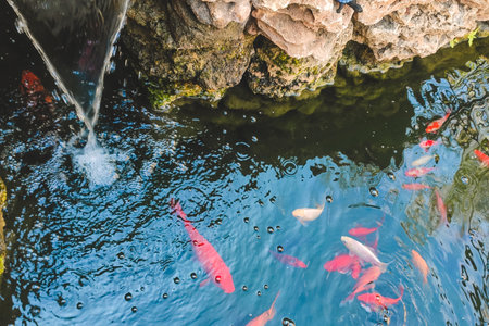decorative fish carp koi at home in the pond.の写真素材