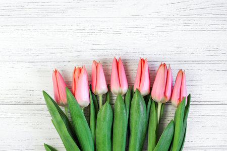 Pink spring tulips on a background of white boards. Place for text.の写真素材