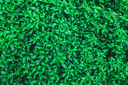 Green texture, carpet of plants in a flowerbed, garden pepper.の写真素材