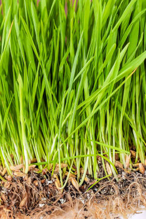 A green vitamin herb for cats. Sprouted wheat for health and diet.の写真素材