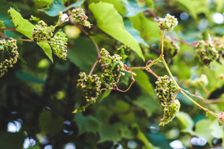 Vine leaves affected by insects from the Phylloxeridae family. Grape phylloxera disease.の写真素材