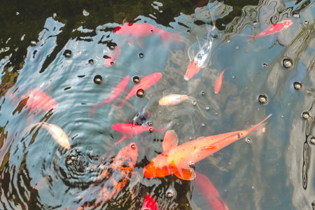 decorative fish carp koi at home in the pond.の写真素材