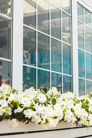 balcony and window decoration with pallets and with garden flowers pelargonium.の写真素材