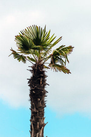palm trees on a background of blue sky at the resort.の写真素材