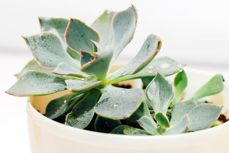 Green beautiful succulent echeveria on a light background.の写真素材