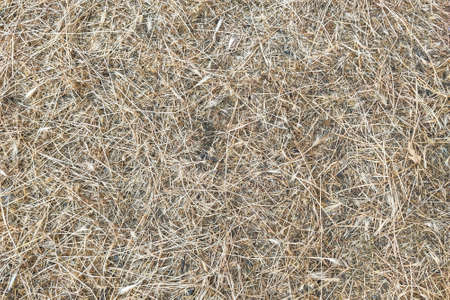 The texture of the mown young dry grass.の写真素材