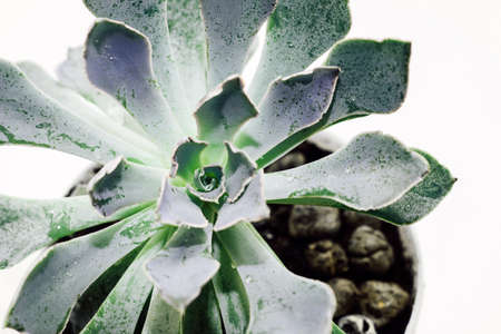 Green beautiful succulent echeveria on a light background.の写真素材