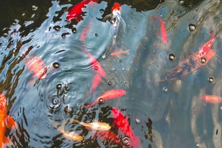 decorative fish carp koi at home in the pond.の写真素材