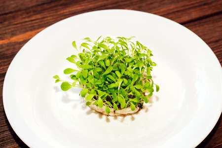 Sprouted greens microgreen in a round white mask on a background of wooden planks.の写真素材