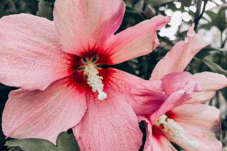 flower close-up. red-lilac huge garden hibiscus.の写真素材