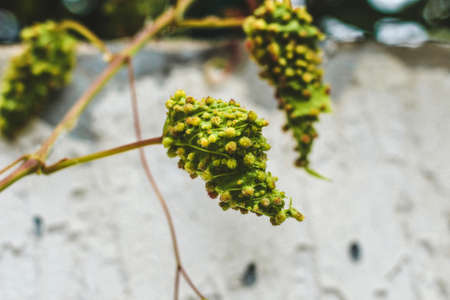 Vine leaves affected by insects from the Phylloxeridae family. Grape phylloxera disease.の写真素材