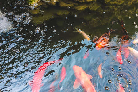 decorative fish carp koi at home in the pond.の写真素材