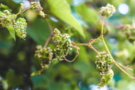 Vine leaves affected by insects from the Phylloxeridae family. Grape phylloxera disease.の写真素材