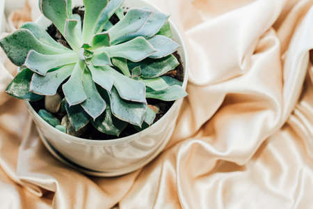 Succulent plant in a pot on a background of shiny fabric pattern in the shape of a rose.の写真素材