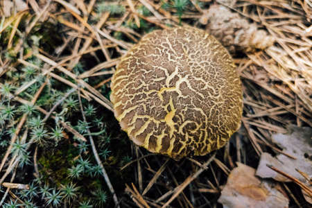 Xerocomellus chrysenteron in the forest against the background of coniferous cover.の写真素材