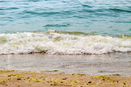 sea wave brings foam and algae to the beach.