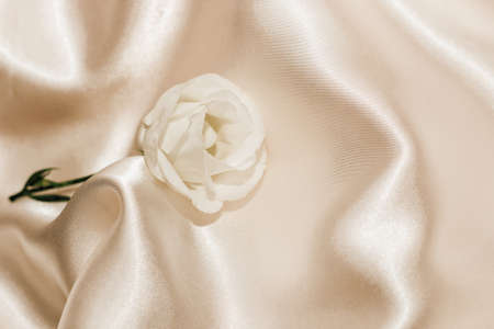 White rose on a silk beige background, space for text.の写真素材