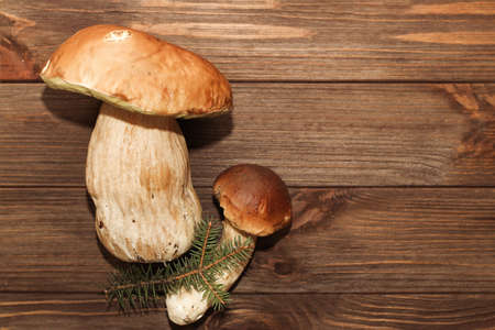 Forest mushrooms Boletus edulis on a wooden background with space for text.の写真素材
