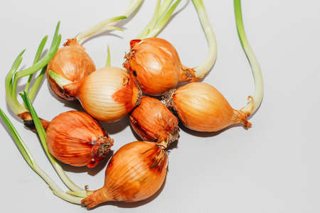 Sprouted onions on a light background. Fresh greens at home.の写真素材