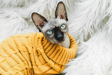 Bald cat of breed Canadian Sphynx in a knitted sweater clothes for animals.の写真素材