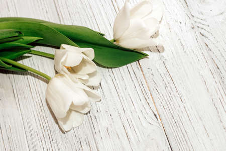 Bouquet of white tulips on a wooden white background, space for text.の写真素材