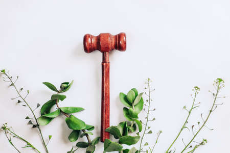 Wooden gavel for a judge on a background with green plants.の写真素材