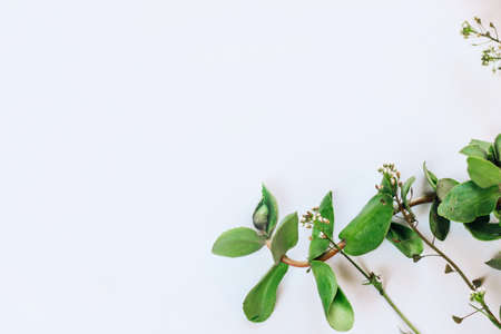 Space for text background white with green plants.の写真素材