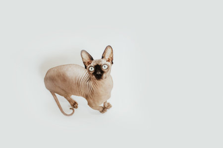 Bald cat breed Canadian Sphynx on a white background.の写真素材