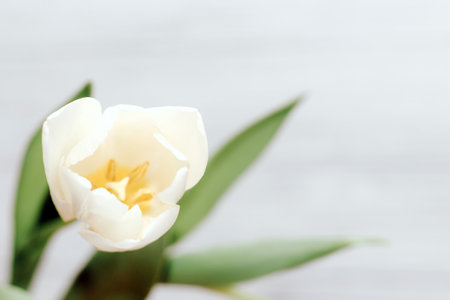 Bouquet of white tulips on a wooden white background, space for text.の写真素材