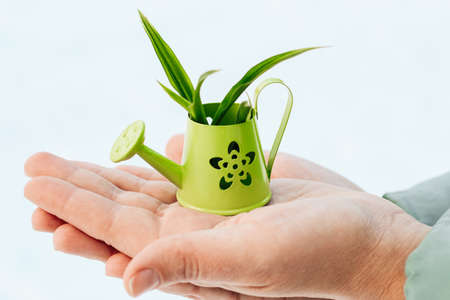 Hands holding iron iron small watering can with plant.の写真素材