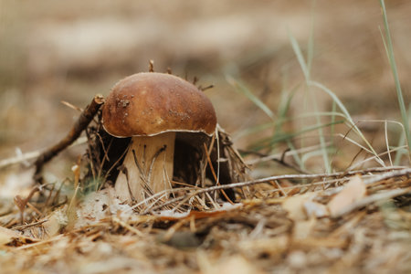 Edible mushroom with a brown cap Boletus edulis in the autumn fairy-tale forest.の写真素材
