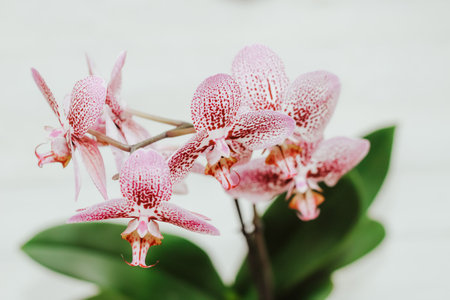 Pink white orchid in a pot with green leaves on a light background.の写真素材
