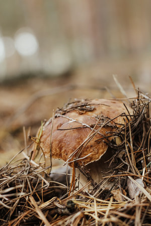 Edible mushroom with a brown cap Boletus edulis in the autumn fairy-tale forest.の写真素材