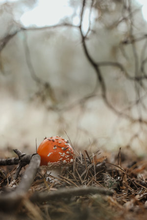 Red poisonous amanita mushroom in the autumn fairy-tale forest.の写真素材