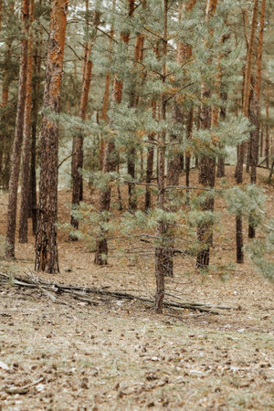 Forest pine autumn landscape, fallen needles, moss and leaves.
