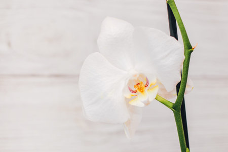 Branch of blooming white orchid close-up, phalaenopsis.の写真素材