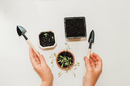Garden hand tools, a pot with a seedling plant.の写真素材