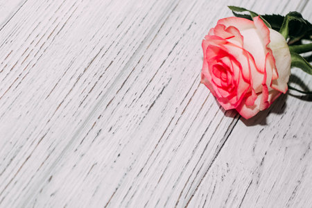 Pink tea rose on wooden white boards background.の写真素材