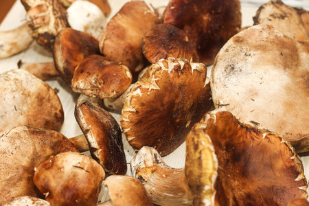 Boletus edulis on a table made of brown boards preparation for eating.の写真素材