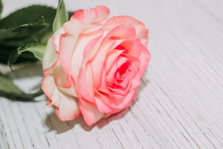Pink tea rose on wooden white boards background.の写真素材