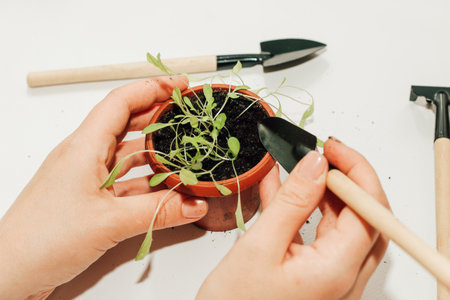 Garden hand tools, a pot with a seedling plant.の写真素材