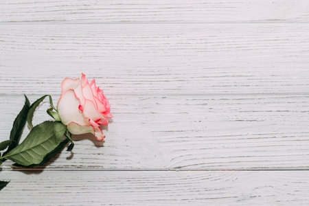 Pink tea rose on wooden white boards background.の写真素材